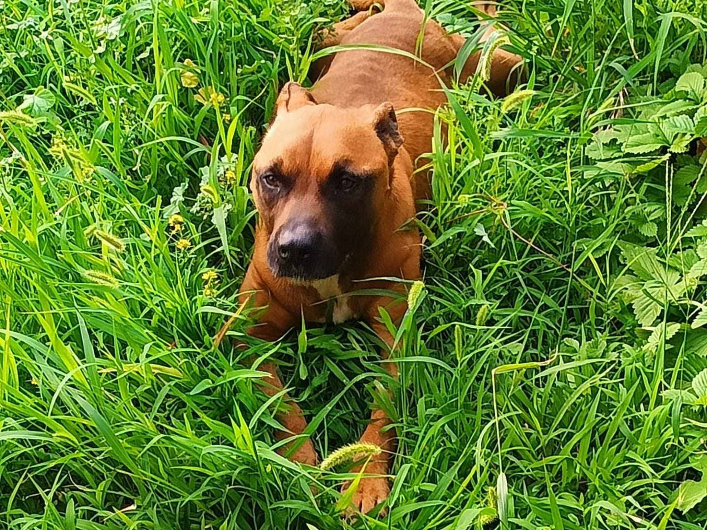 Adotta un cane, taglia media contenuta, maschio, Como