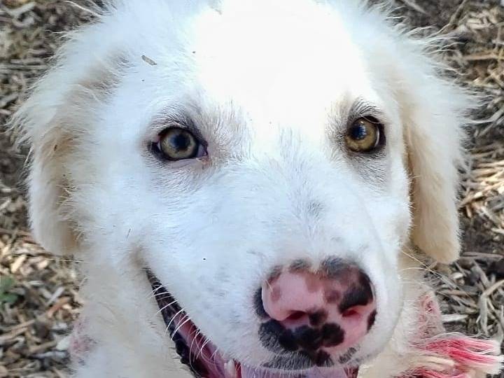 Adozione cane, maschio, Pastore maremmano, 11 mesi, taglia grande, Viterbo
