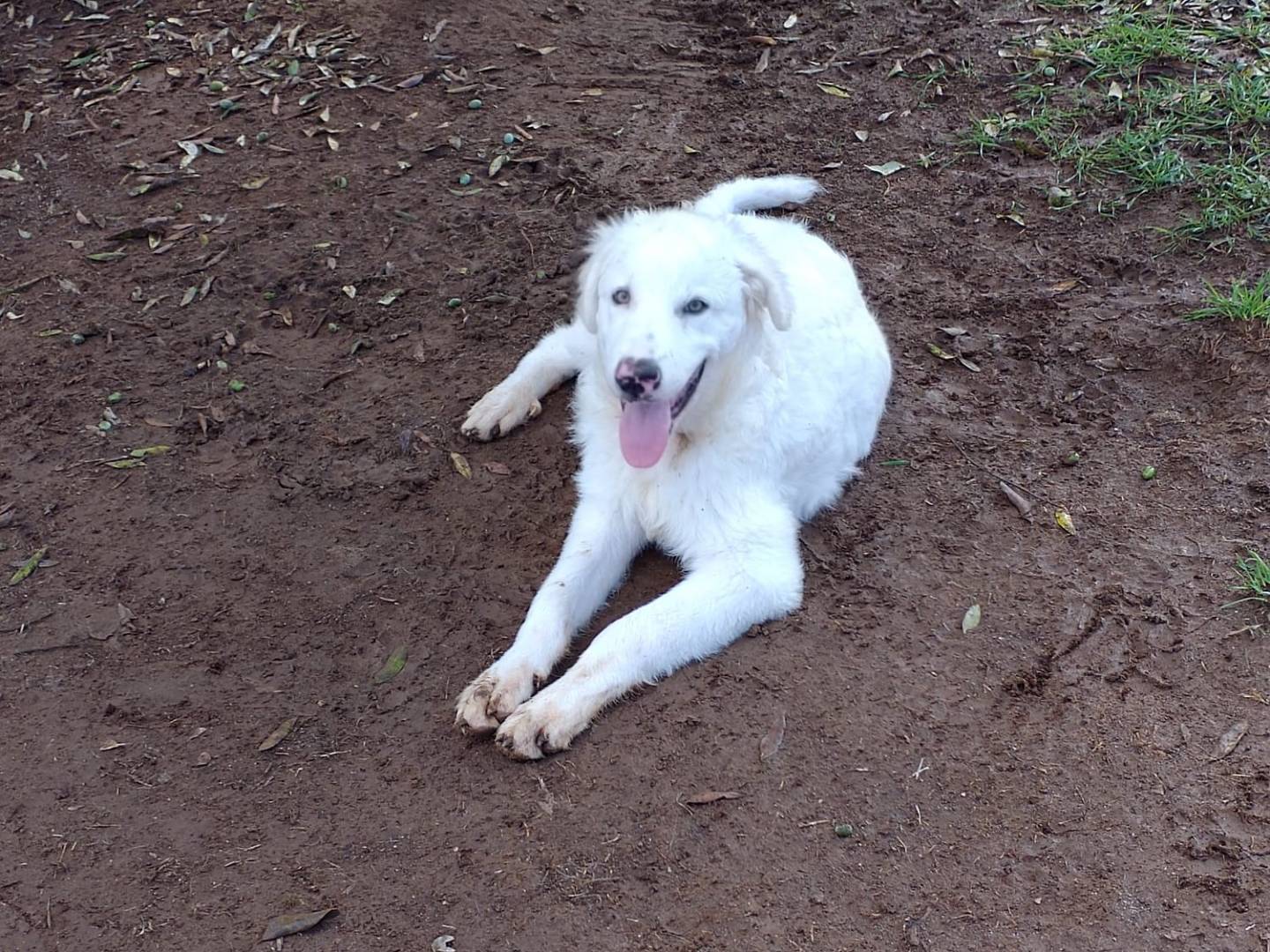 Vuoi adottare un cane a Viterbo?