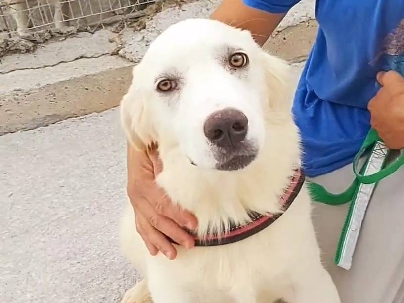 Foto dell'animale