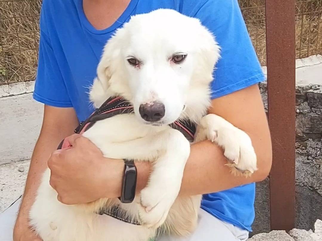 Adotta un cane, femmina, 2 anni e 1 mese, Potenza