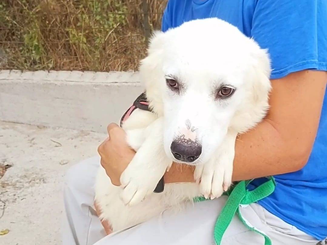 Adotta un cane, taglia media, femmina, Potenza