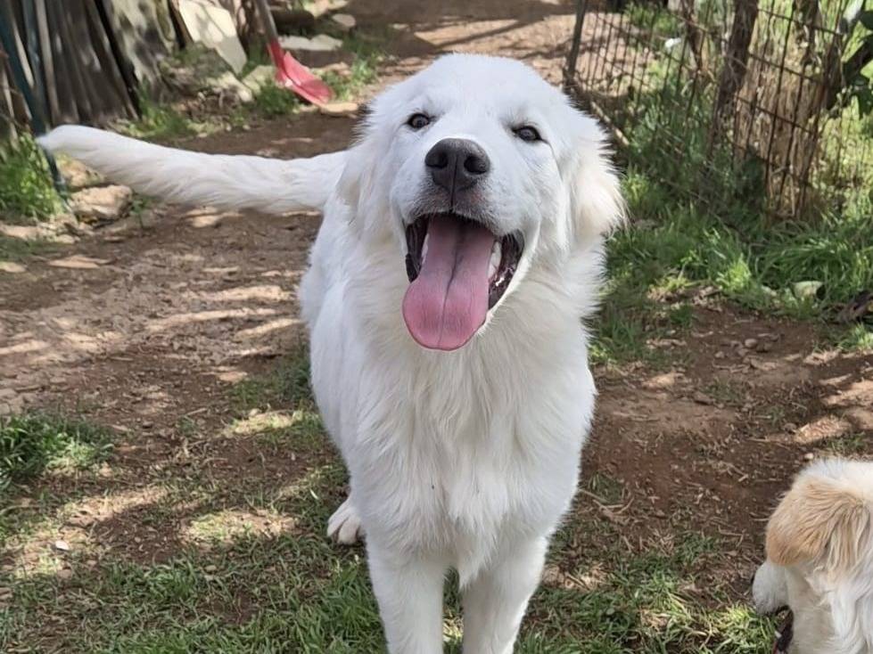 Adotta un cane, maschio, 8 mesi, Potenza