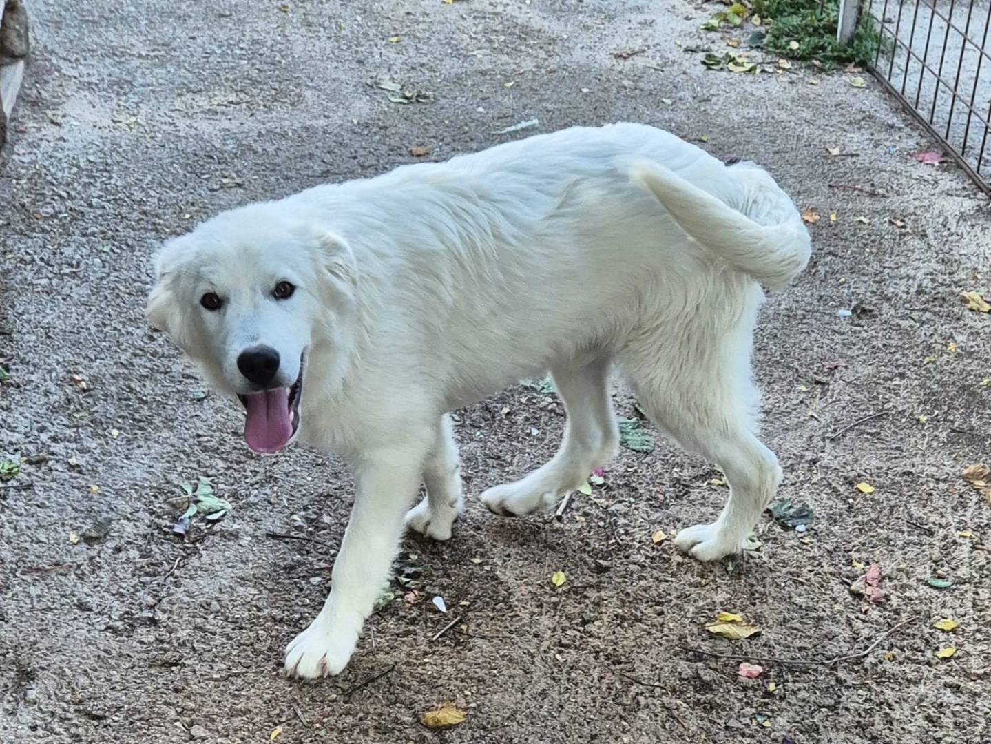 Adotta un cane, taglia piccola, maschio, Potenza