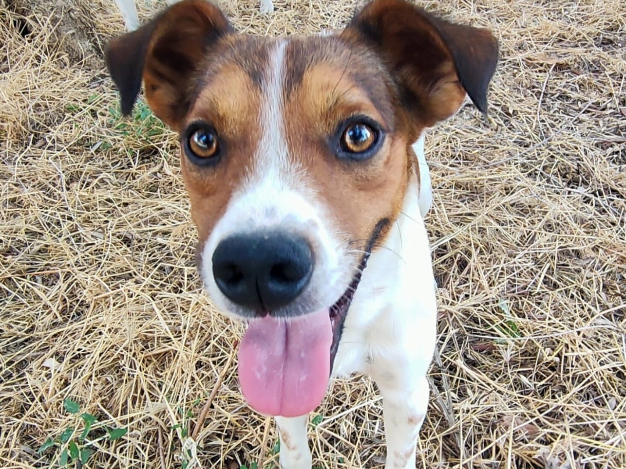 Adozione cane, maschio, Jack Russell Terrier, 8 mesi, taglia media contenuta, Pescara