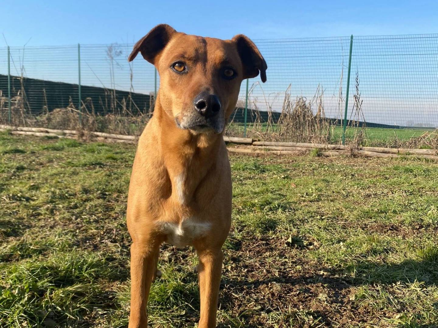 Adotta un cane, taglia media contenuta, femmina, Pavia