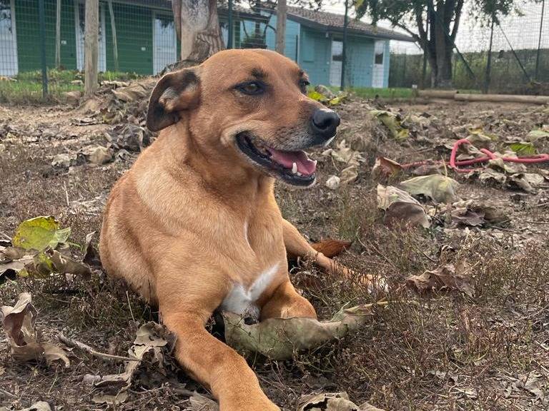 Vuoi adottare un cane a Pavia?