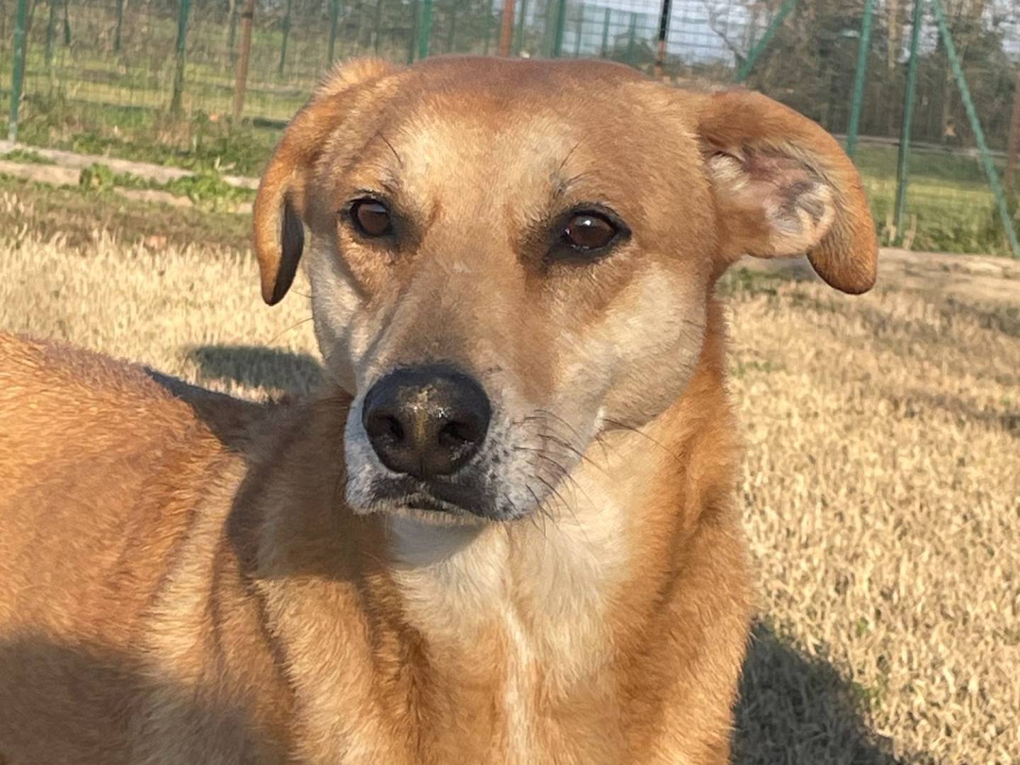 Adozione cane, femmina, meticcio, 7 anni  e 7 mesi , taglia media, Pavia