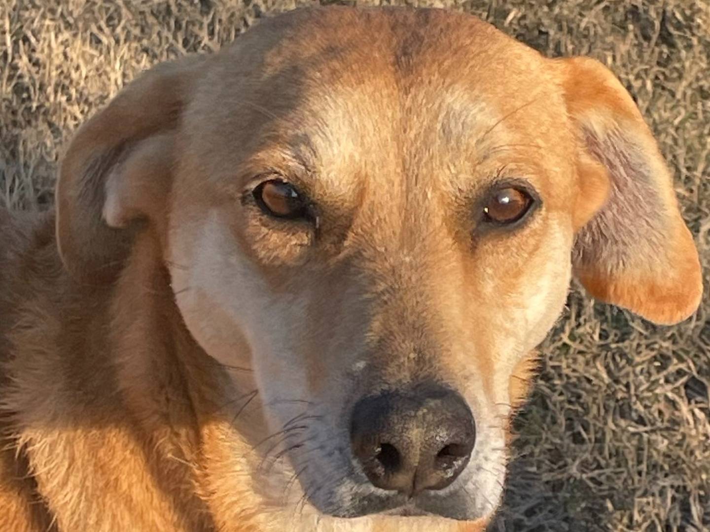 Adotta un cane, taglia media, femmina, Pavia
