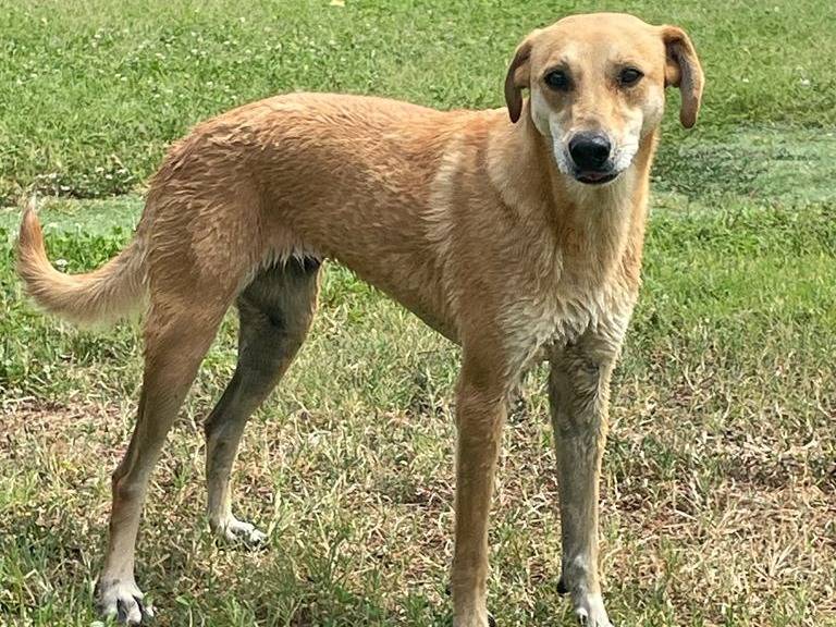 Vuoi adottare un cane a Pavia?
