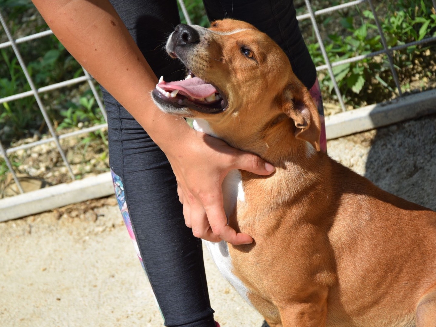Adotta un cane, femmina, 1 anno e 6 mesi , Pescara