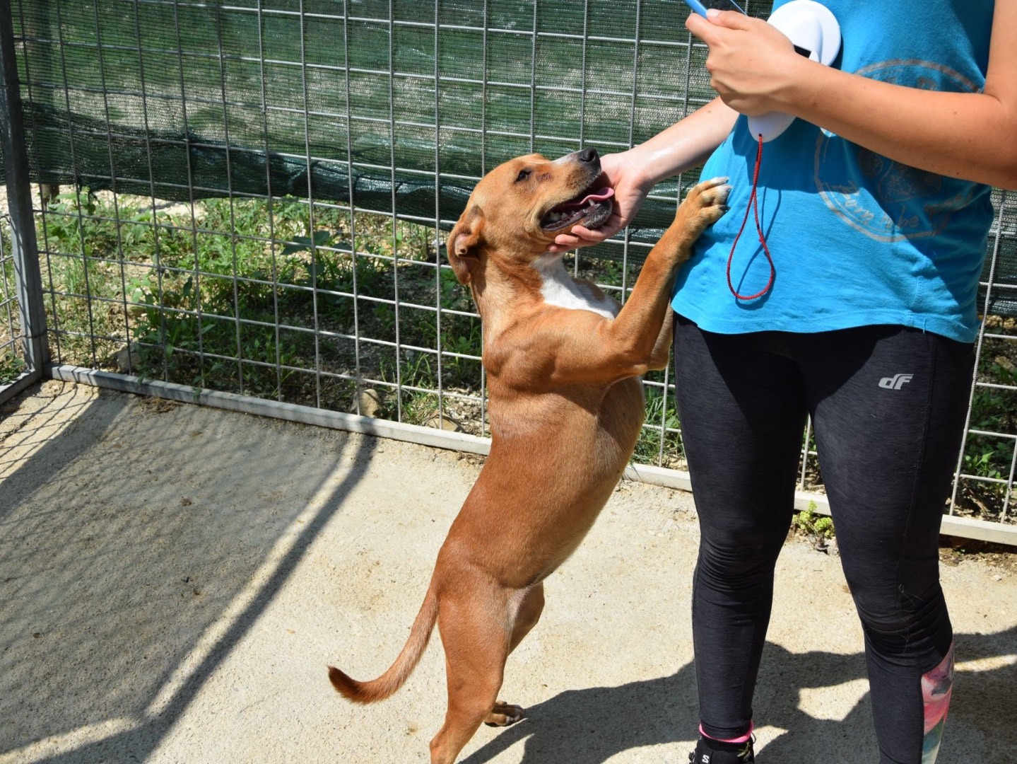 Adotta un cane, taglia media, femmina, Pescara