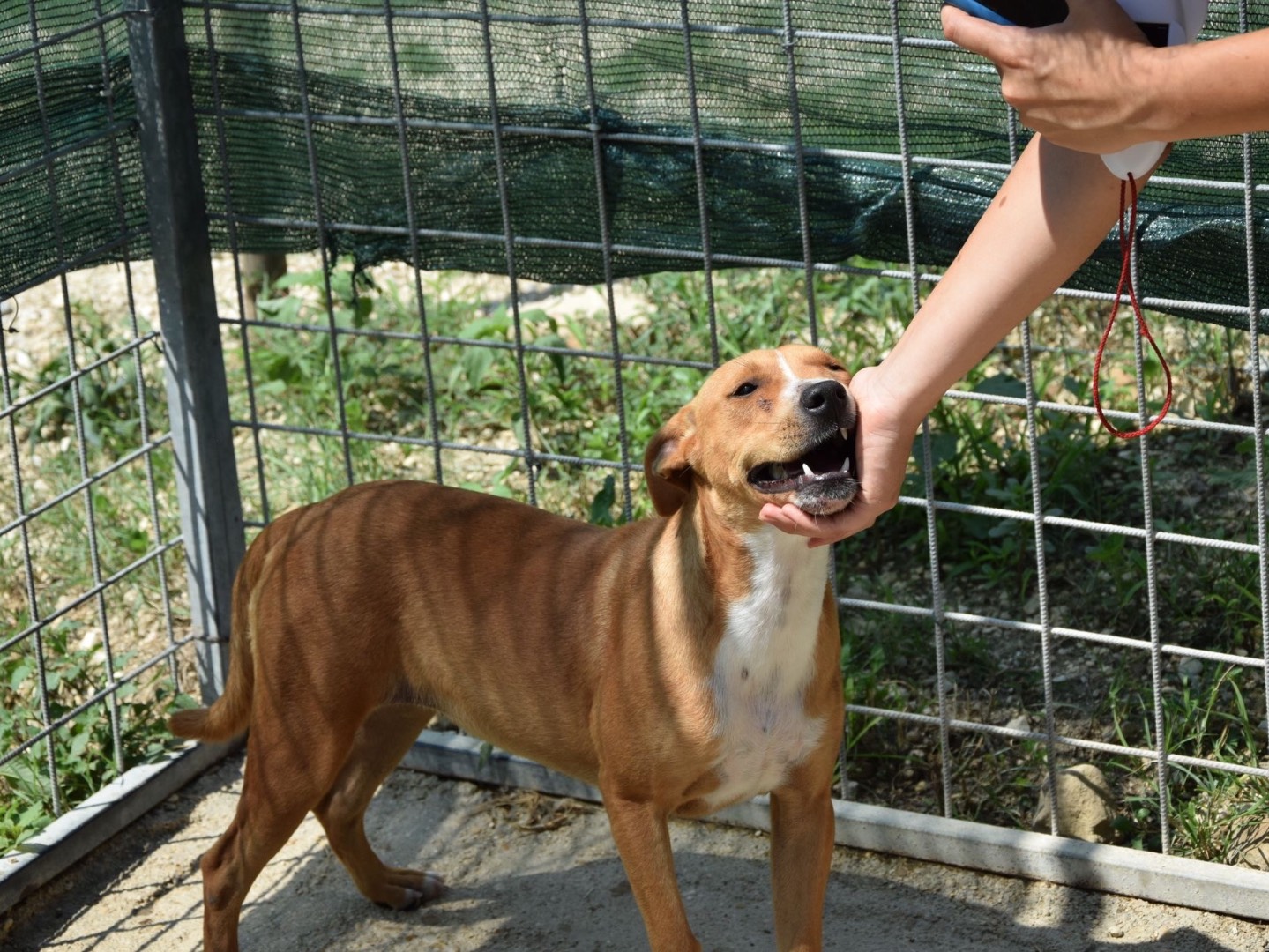 Vuoi adottare un cane a Pescara?