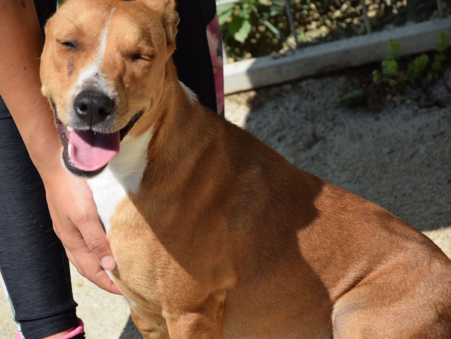 Adotta il cane Tina a Pescara