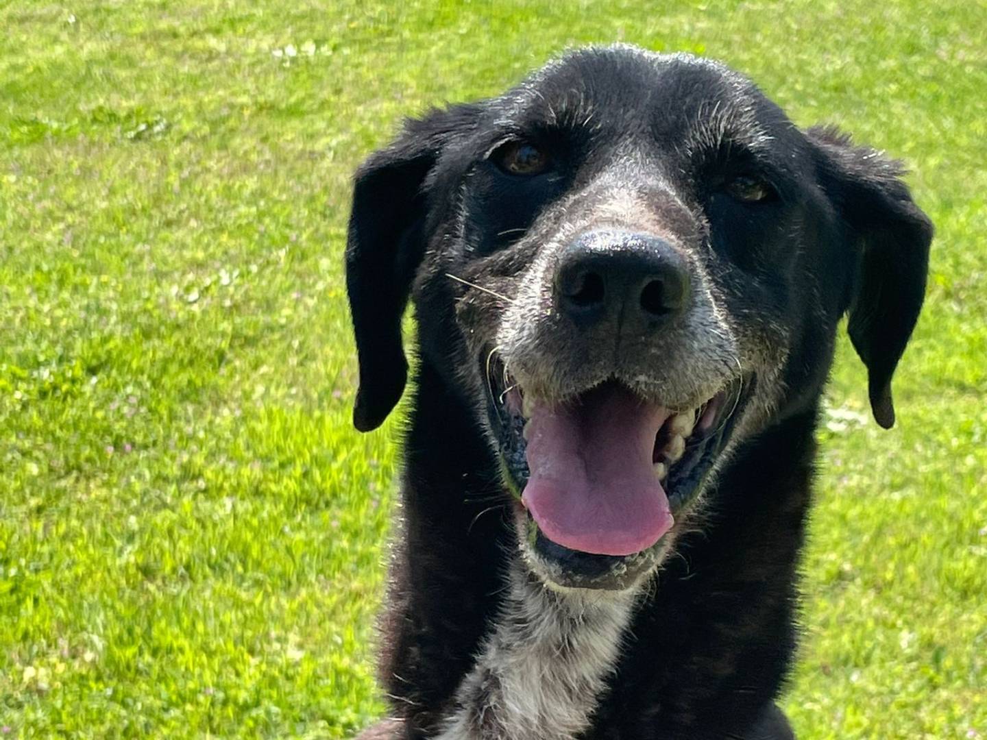Adotta un cane, femmina, 9 anni  e 7 mesi , Pavia