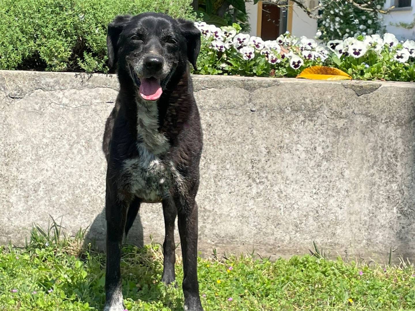 Adotta un cane, taglia media contenuta, femmina, Pavia