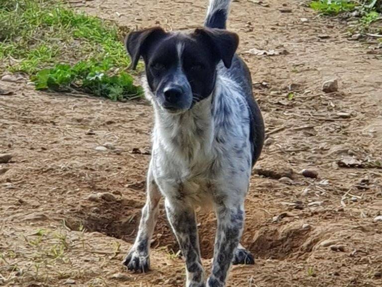Adotta un cane, maschio, 8 anni  e 1 mese, Pavia