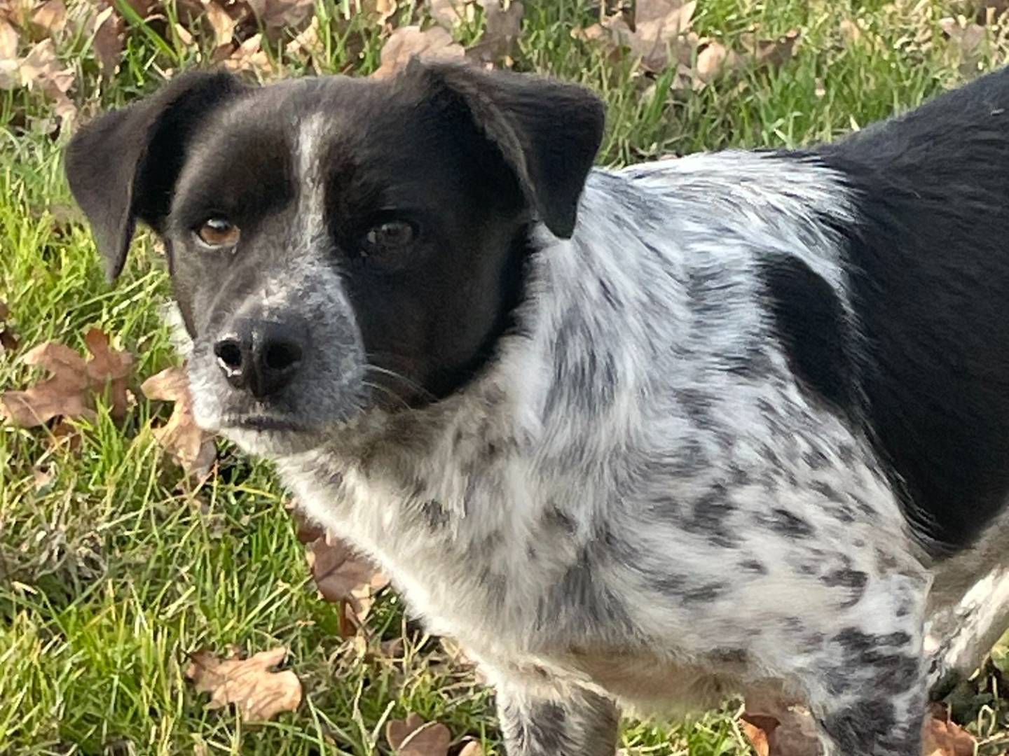 Adotta un cane, taglia piccola, maschio, Pavia