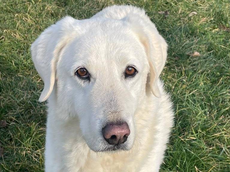 Adotta un cane, taglia grande, maschio, Pavia