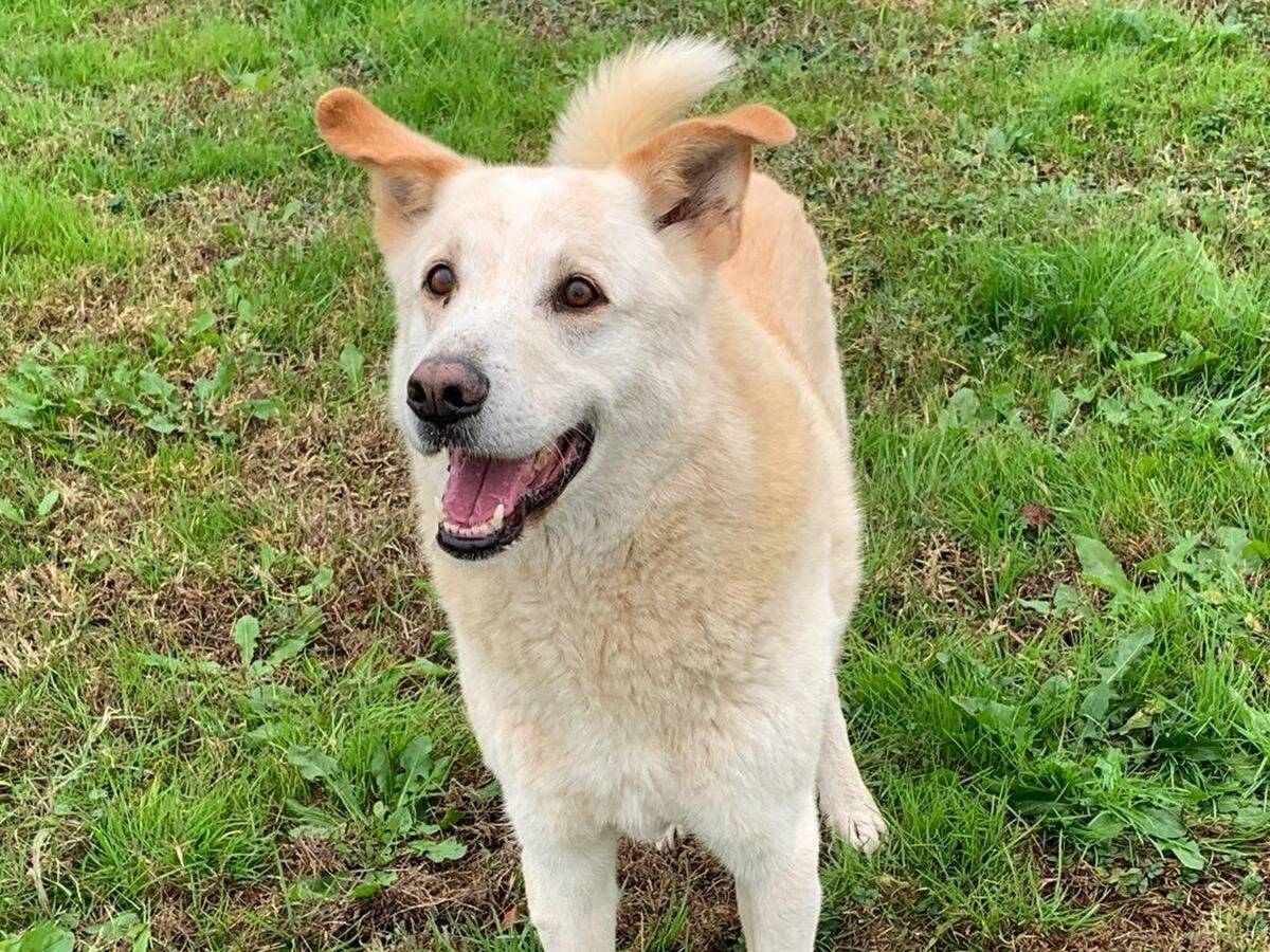 Adotta un cane, maschio, 13 anni  e 4 mesi , Pavia