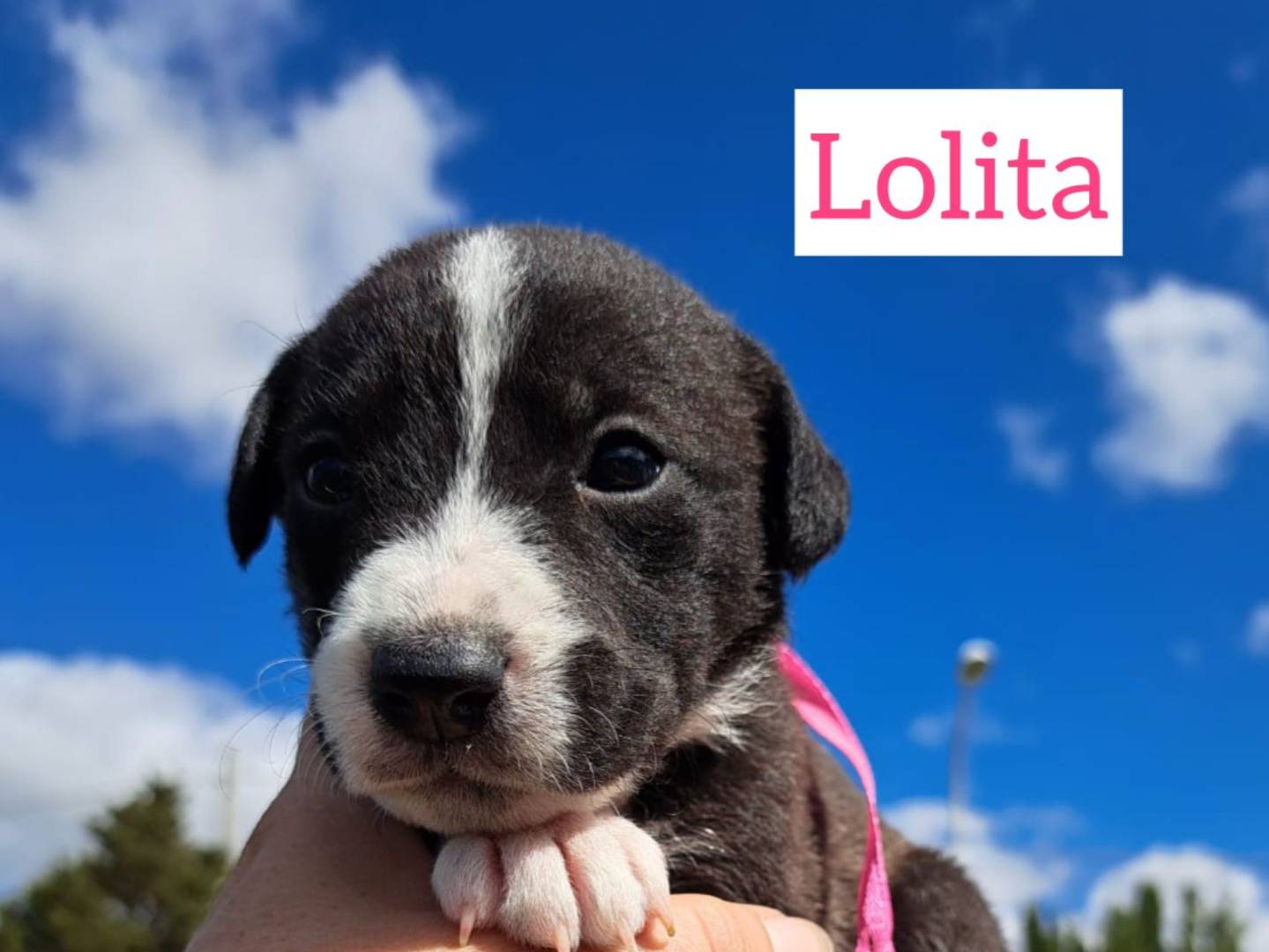 Adotta un cane, taglia media, femmina, Trapani