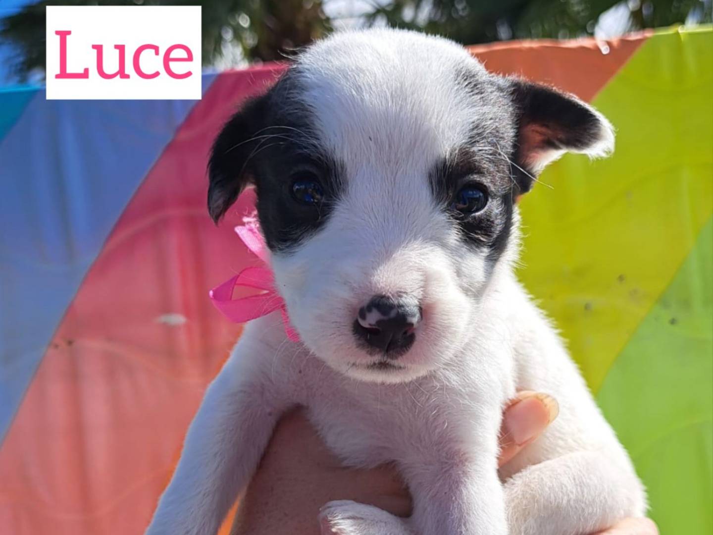 Adotta il cane FEMMINUCCE IN CERCA SI CASA a Trapani
