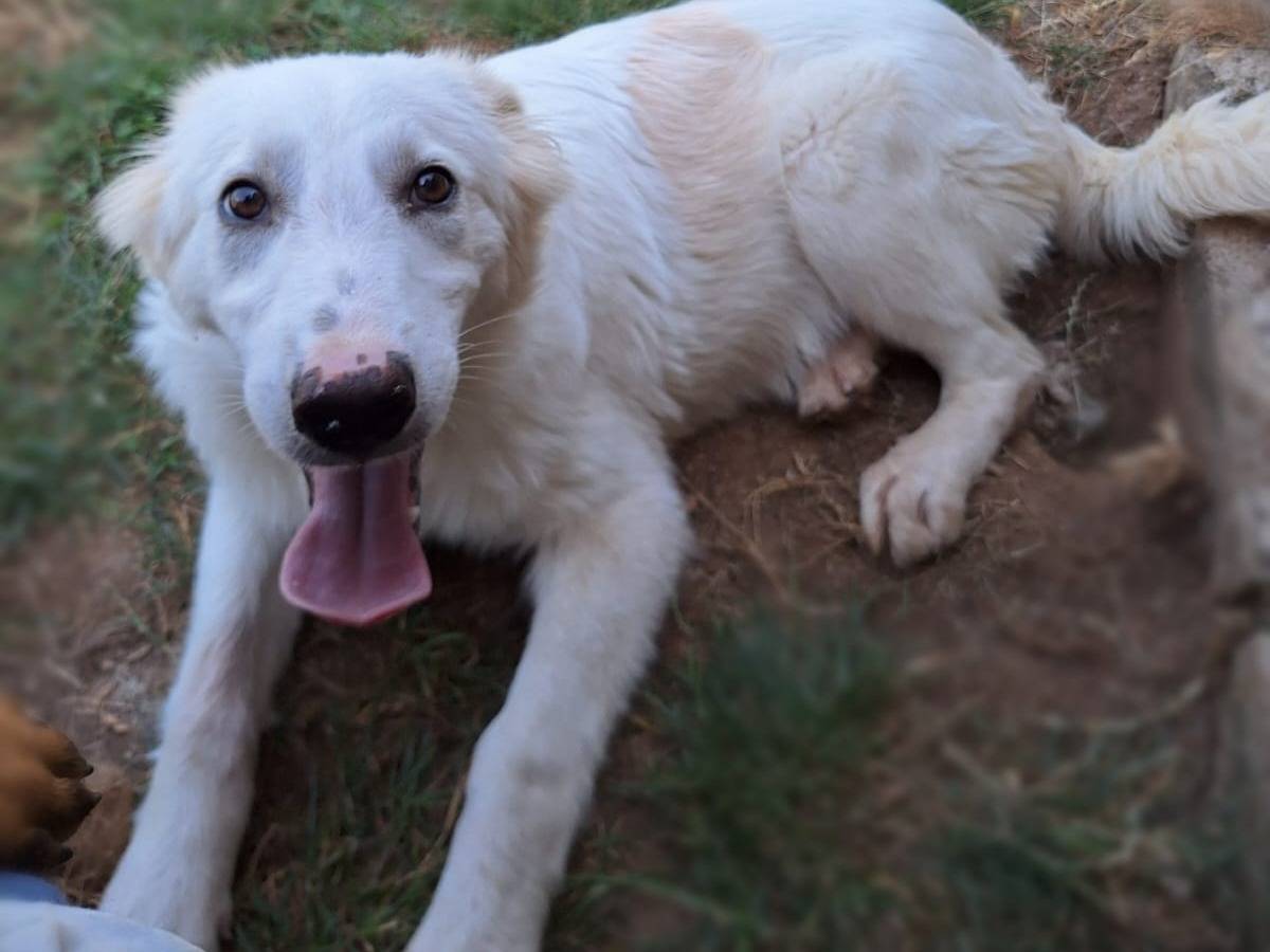 Adotta un cane, taglia media contenuta, femmina, Frosinone