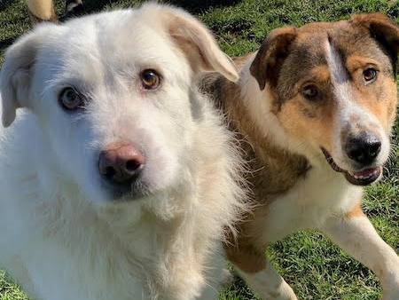 Adotta un cane, taglia grande, maschio, Frosinone