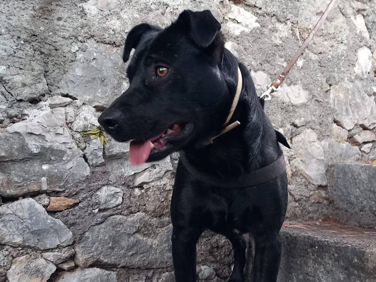 Foto dell'animale