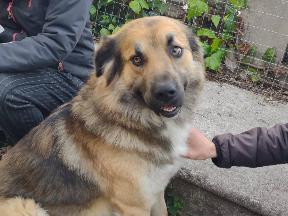 Adotta un cane, maschio, 4 anni  e 3 mesi , Frosinone