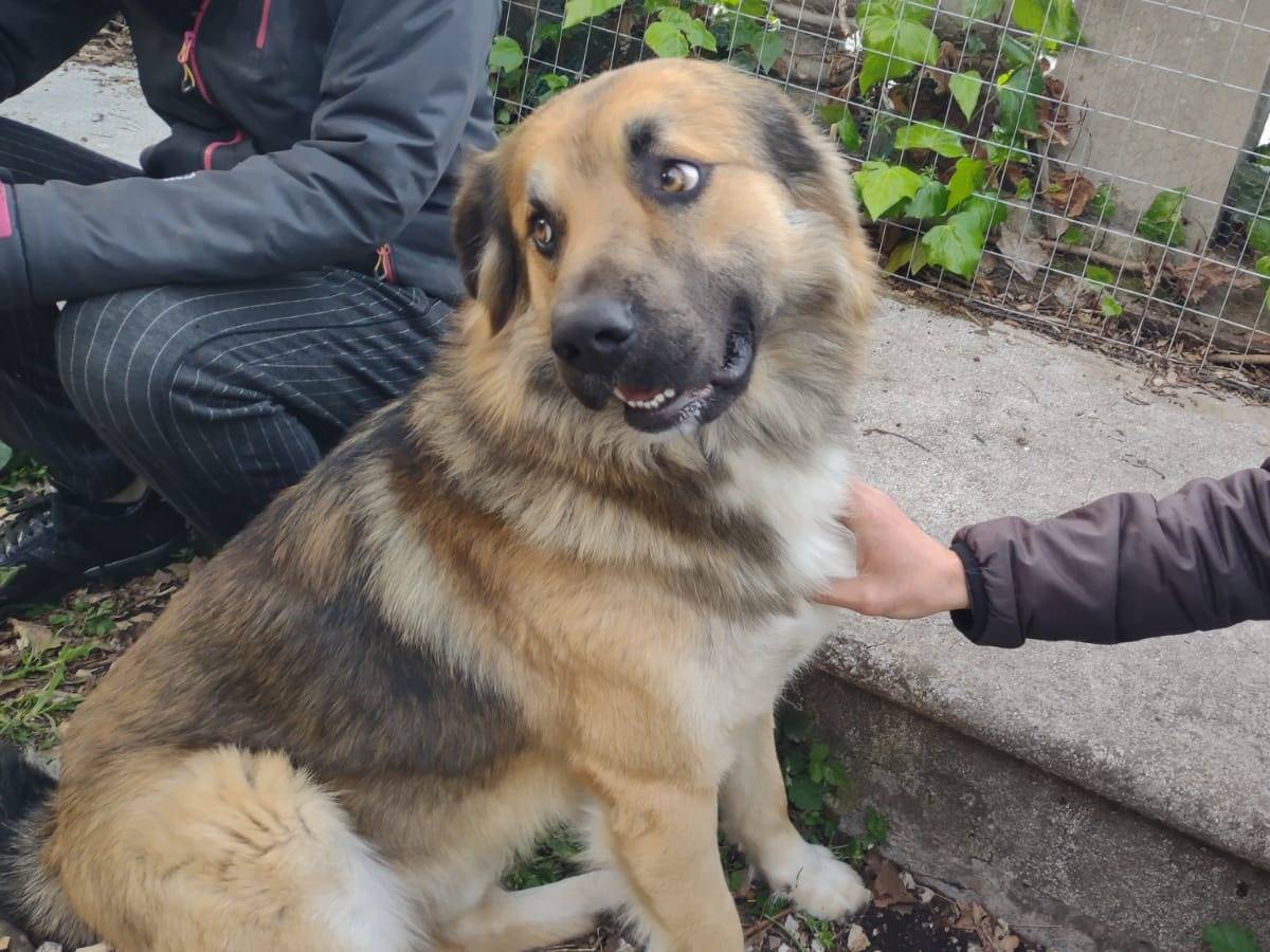 Adotta un cane, taglia grande, maschio, Frosinone