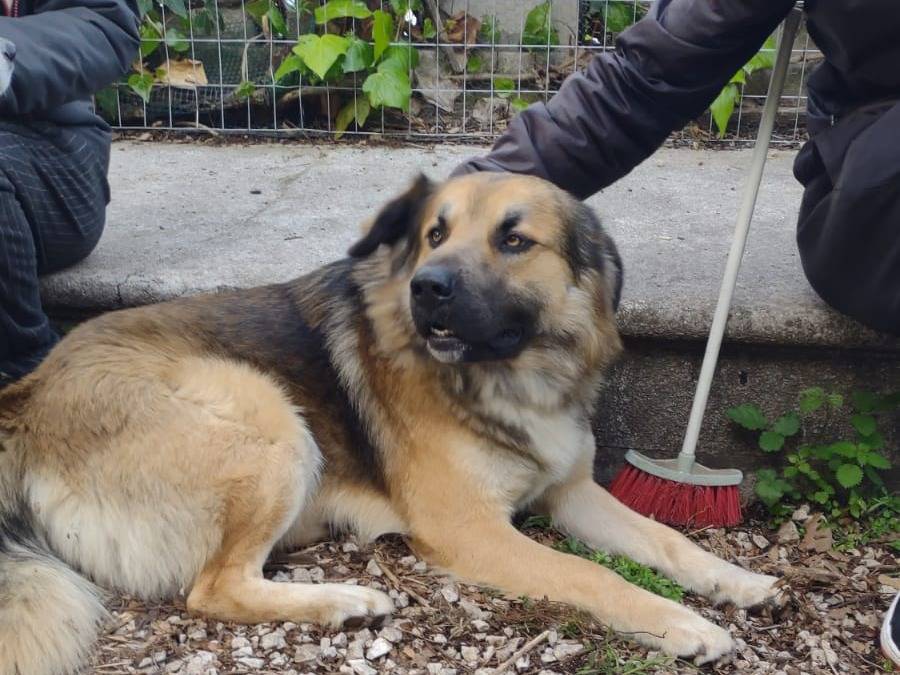 Vuoi adottare un cane a Frosinone?