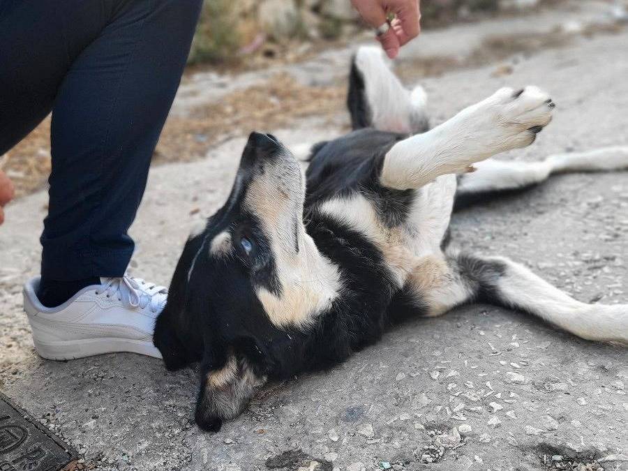 Adotta un cane, taglia media, maschio, Ragusa