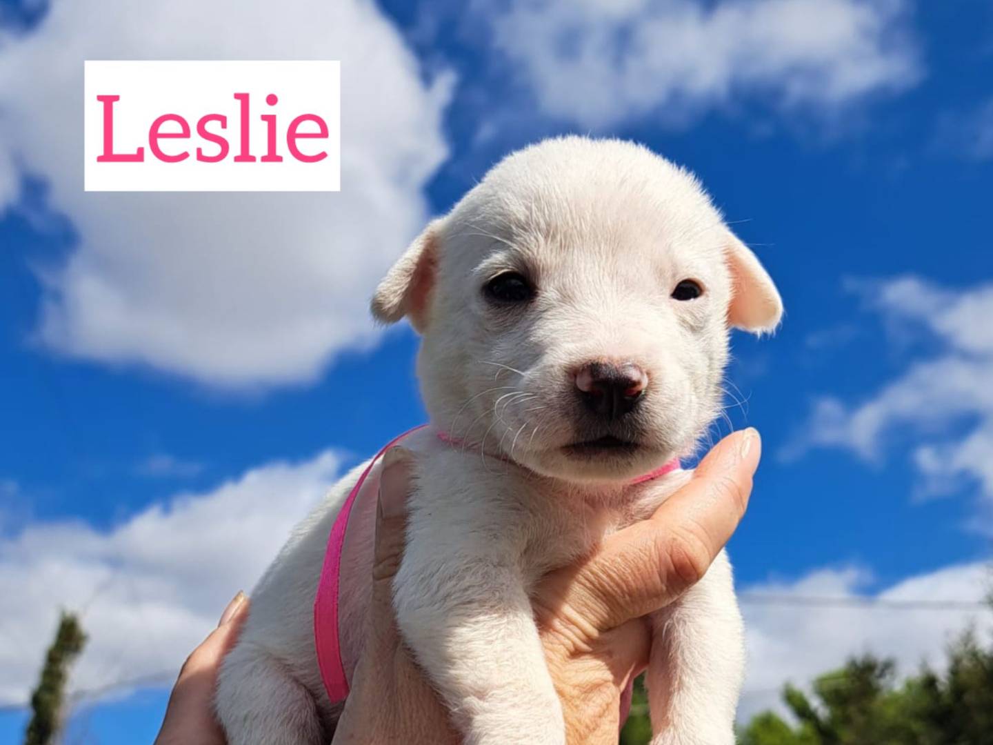 Adozione cane, femmina, meticcio, 1 anno e 5 mesi, taglia media, Trapani