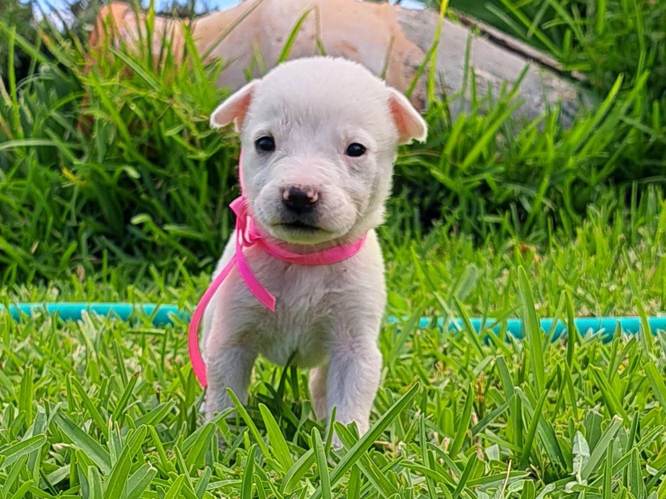Adotta un cane, femmina, 1 anno e 5 mesi, Trapani