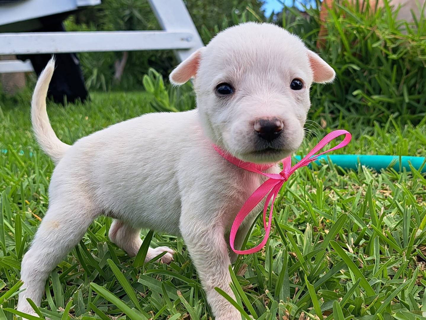 Adotta un cane, taglia media, femmina, Trapani