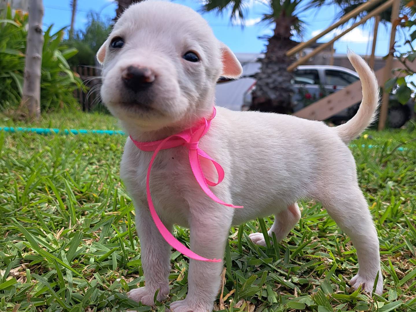 Vuoi adottare un cane a Trapani?