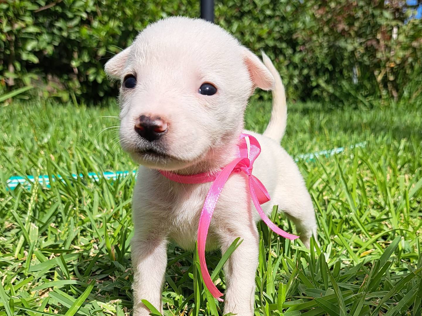 Adotta il cane Leslie  a Trapani