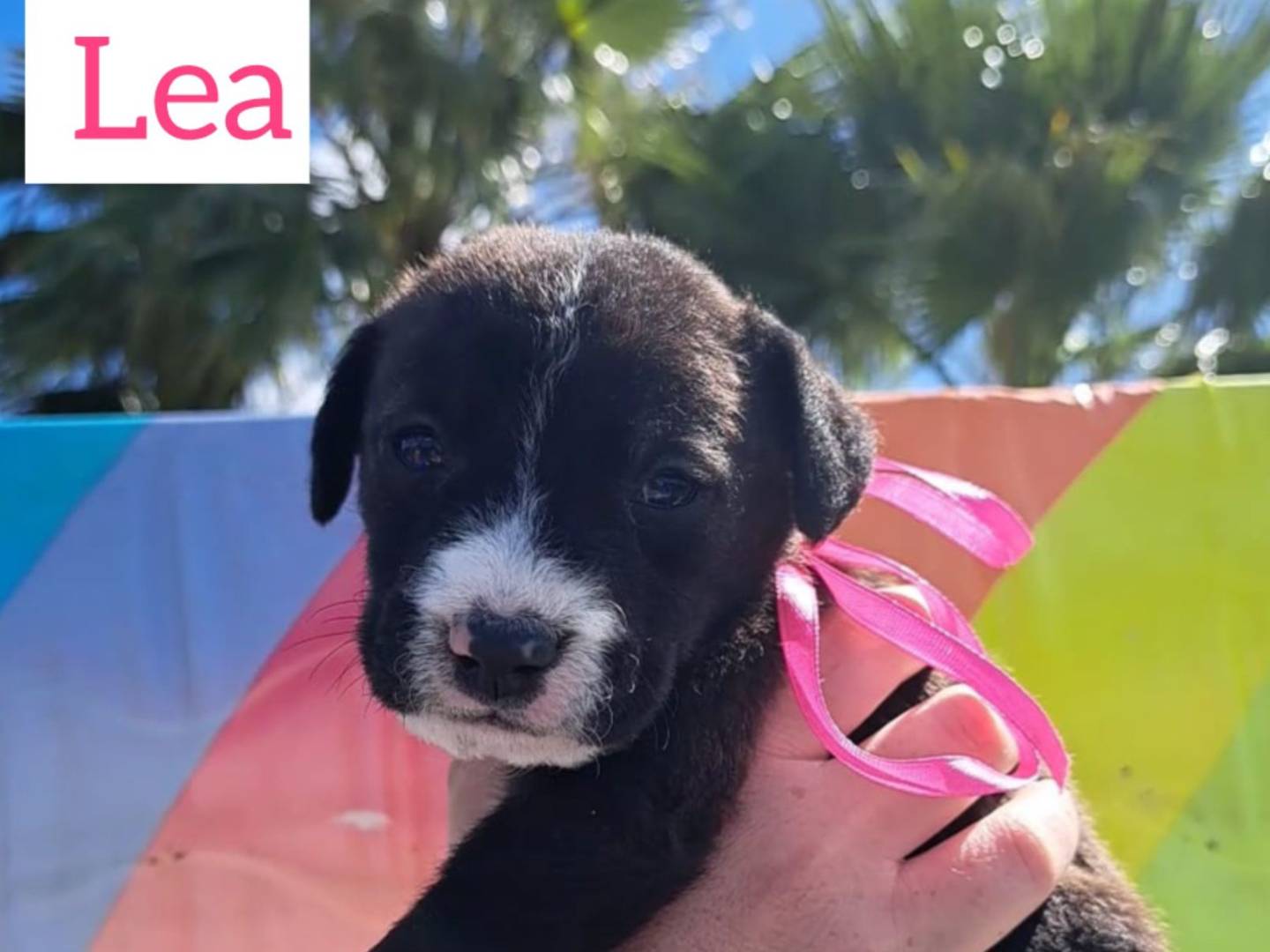 Adozione cane, femmina, meticcio, 1 anno, taglia media, Trapani