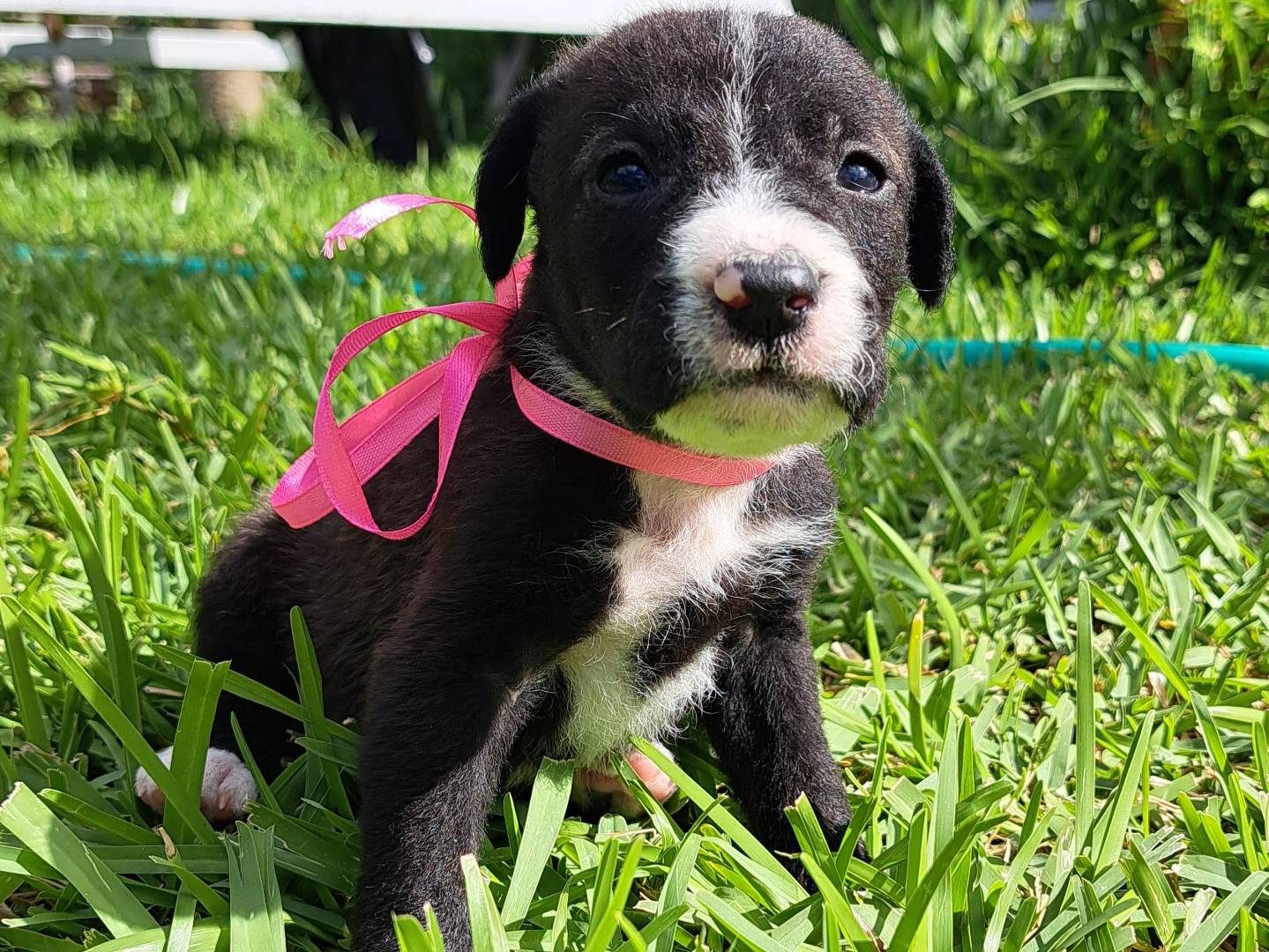 Adotta un cane, femmina, 1 anno, Trapani