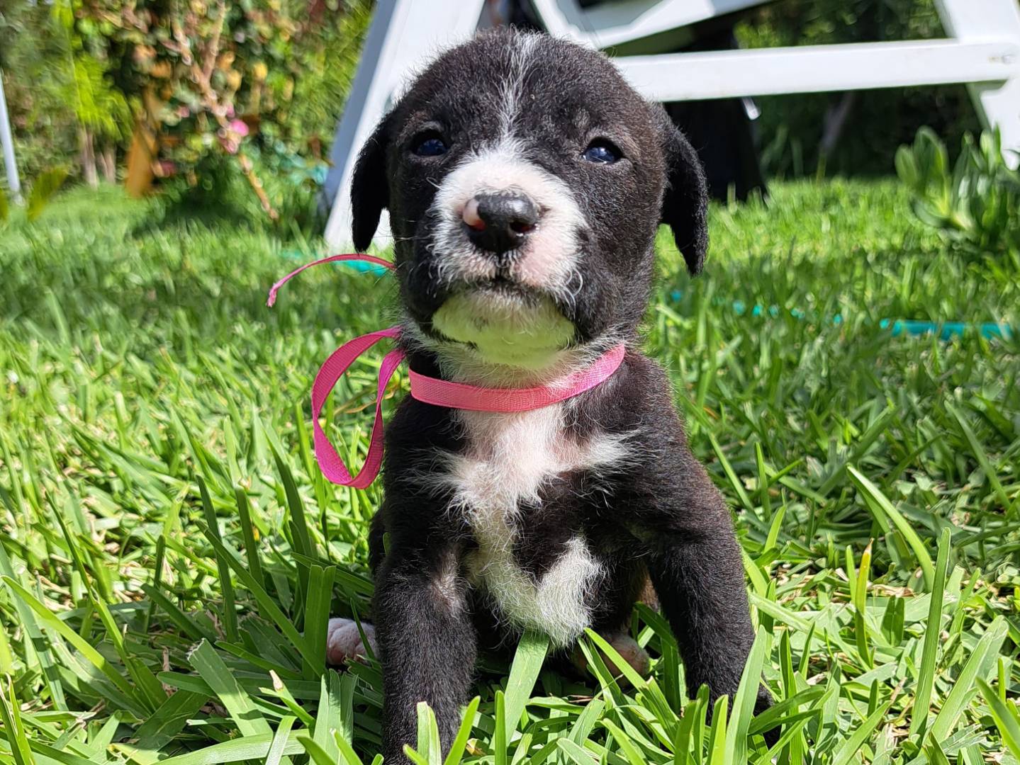 Adotta un cane, taglia media, femmina, Trapani