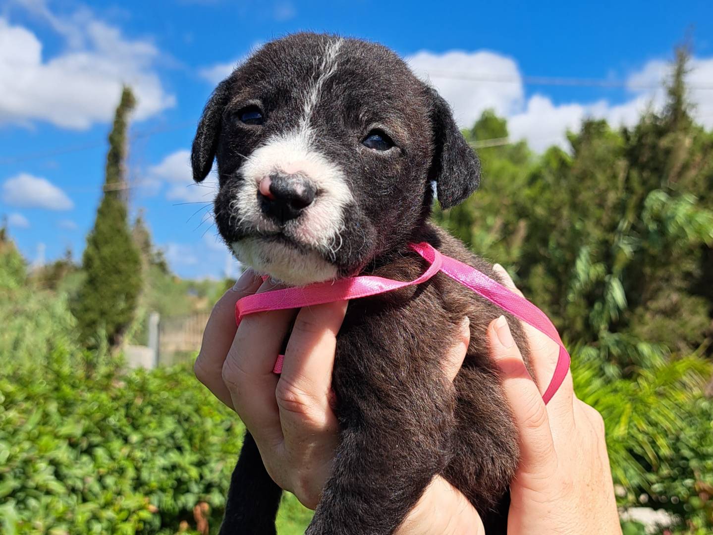Vuoi adottare un cane a Trapani?