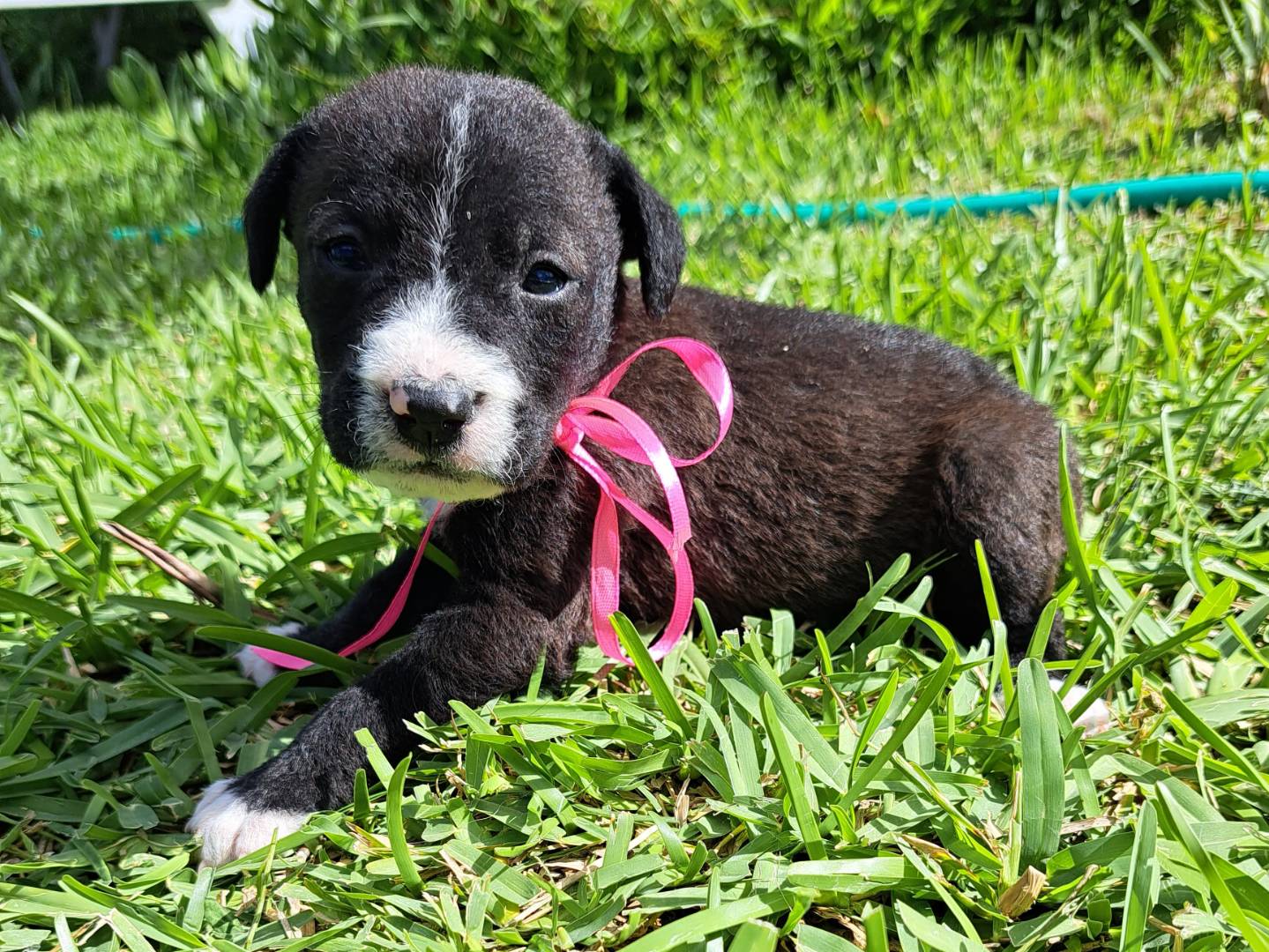Adotta il cane LEA a Trapani