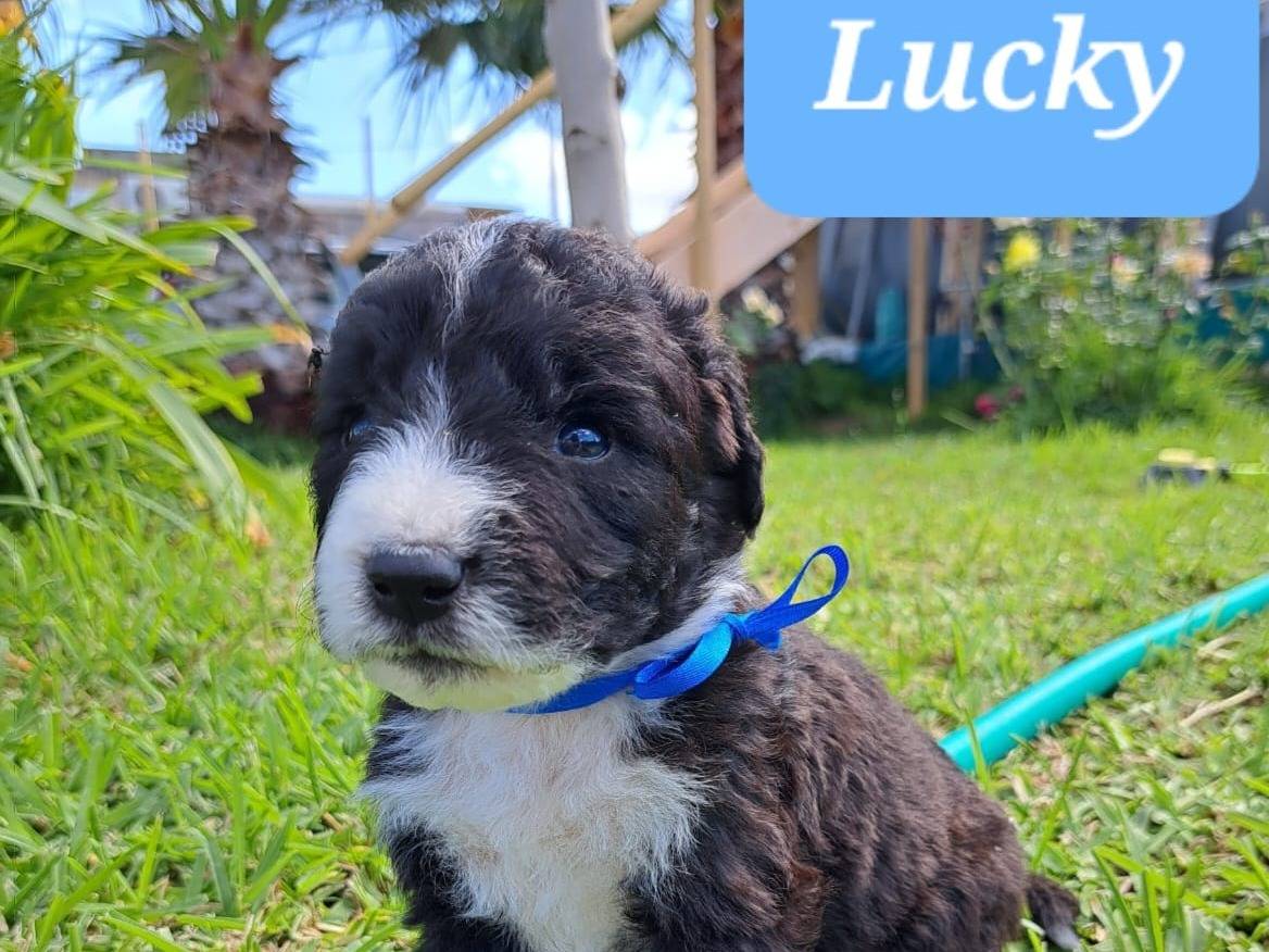 Adozione cane, maschio, meticcio, 1 anno, taglia media, Trapani