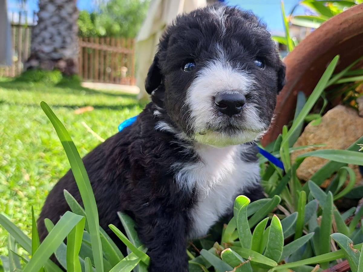 Adotta un cane, maschio, 3 mesi, Trapani