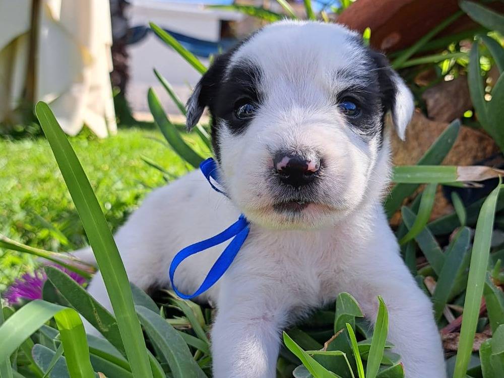 Vuoi adottare un cane a Trapani?