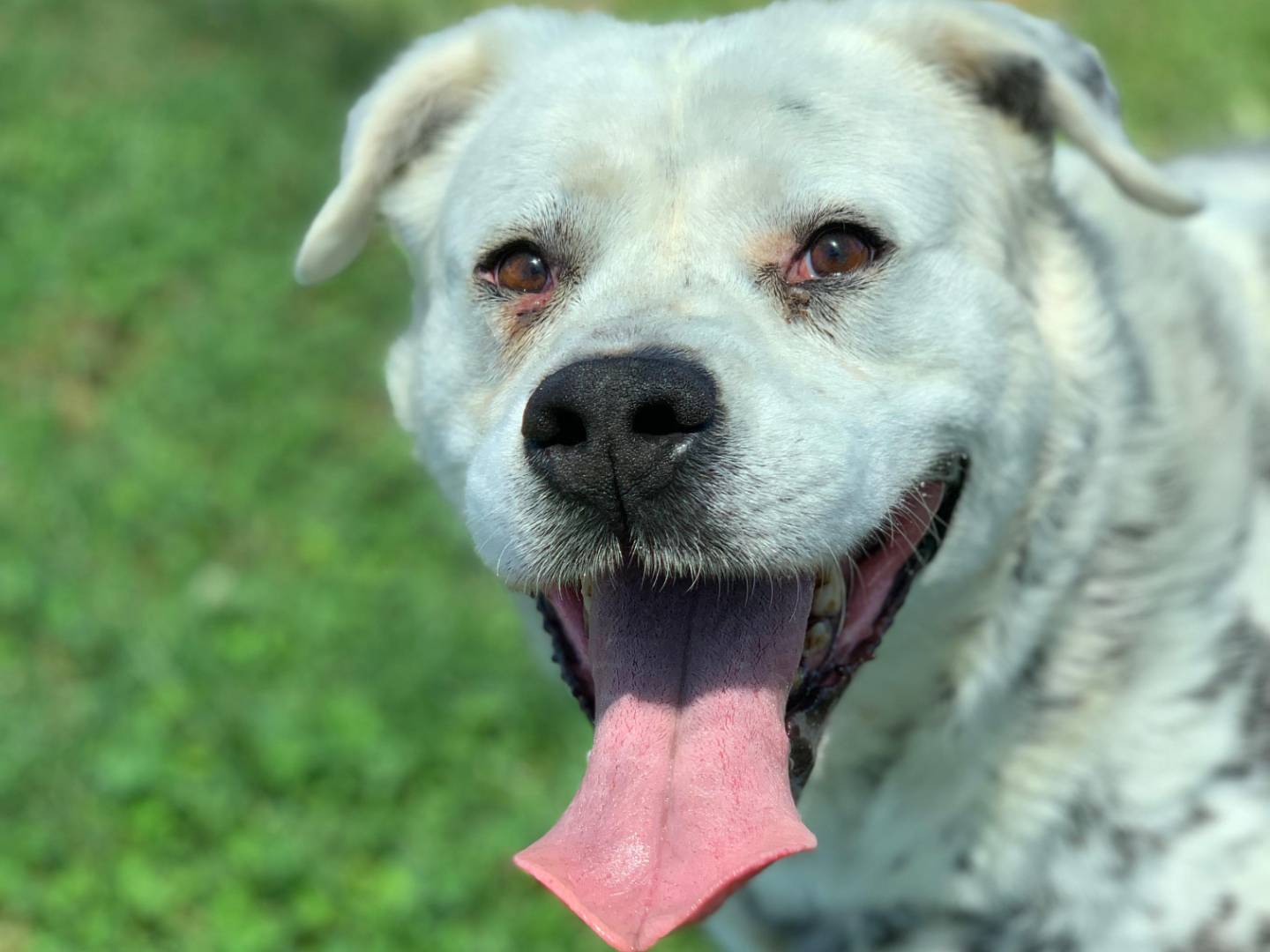 Adotta un cane, femmina, 10 anni  e 9 mesi , Frosinone