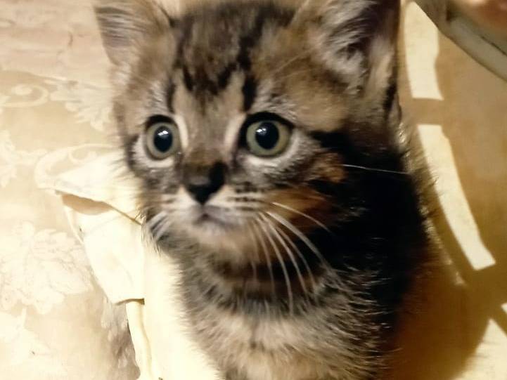 Adotta un gatto, femmina, 7 mesi, Latina