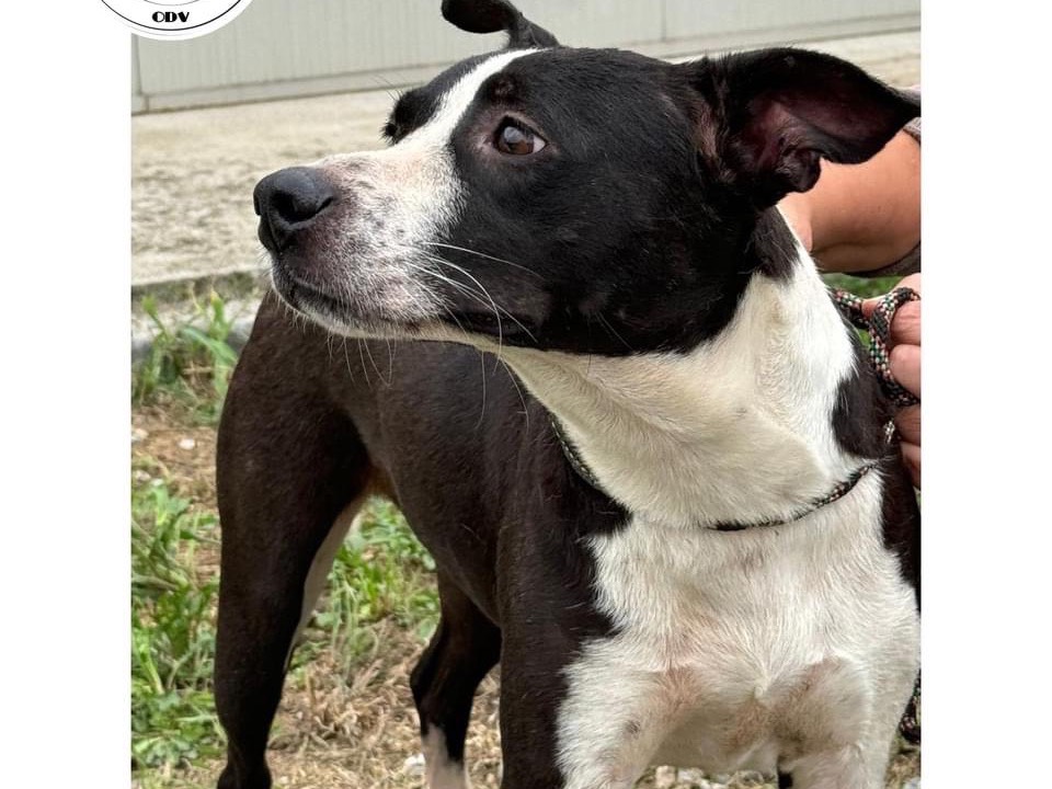 Adotta un cane, femmina, 2 anni e 10 mesi, Milano