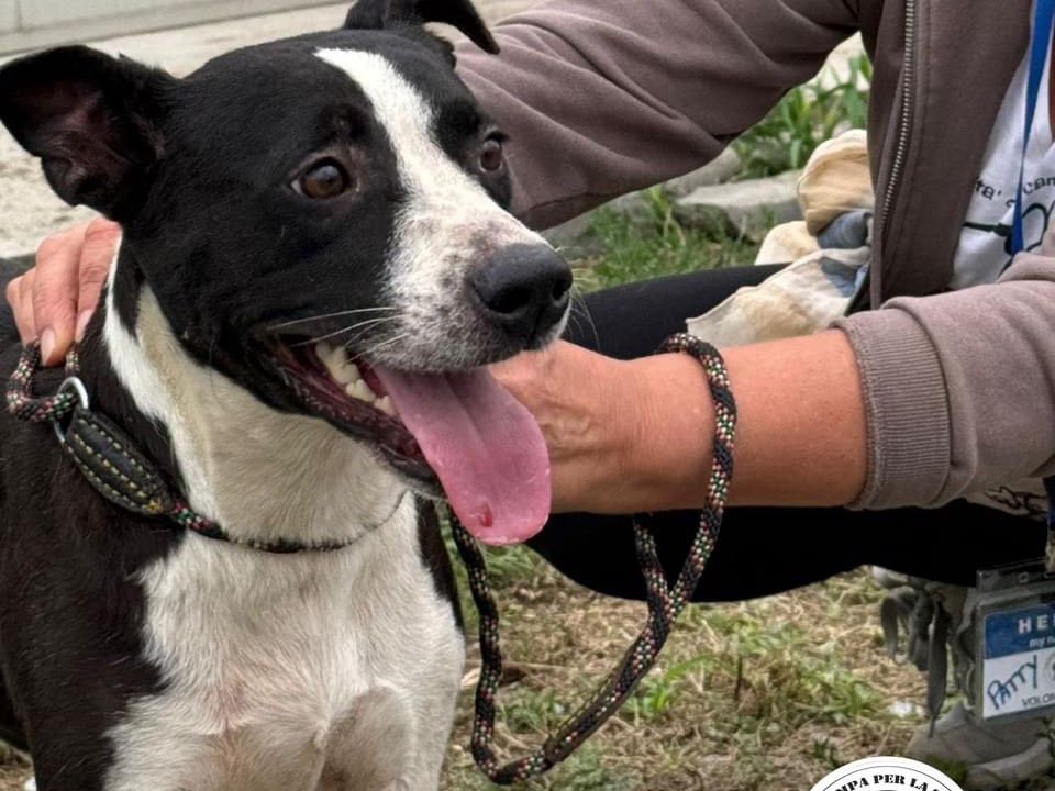 Adotta un cane, taglia media contenuta, femmina, Milano